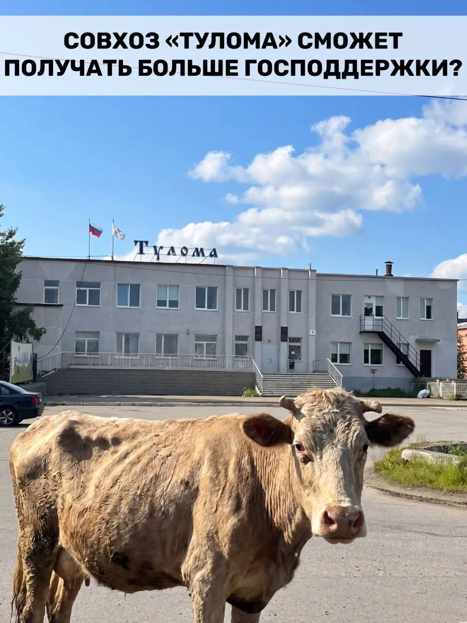 Правила субсидирования молочного животноводства изменили: теперь поддержку смогут получить хозяйства с более чем 25% госучастия. Для Мурманской области это важно, но в «Туломе» заявляют о критических проблемах.