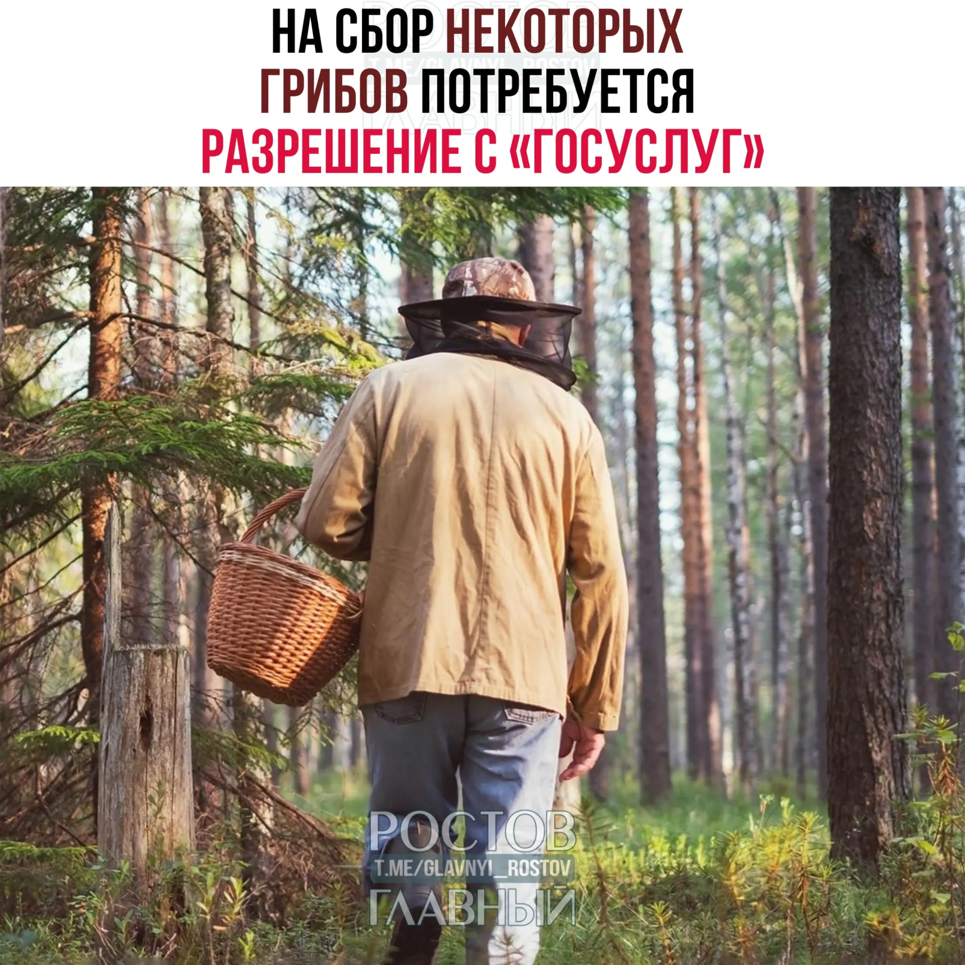 С 1 сентября 2027 года вводится электронное разрешение на сбор ряда видов грибов, включая сыроежку золотистую и чёрный трюфель. Заявки будут рассматривать до 15 дней, а сбор краснокнижных видов без разрешения грозит уголовной ответственностью.