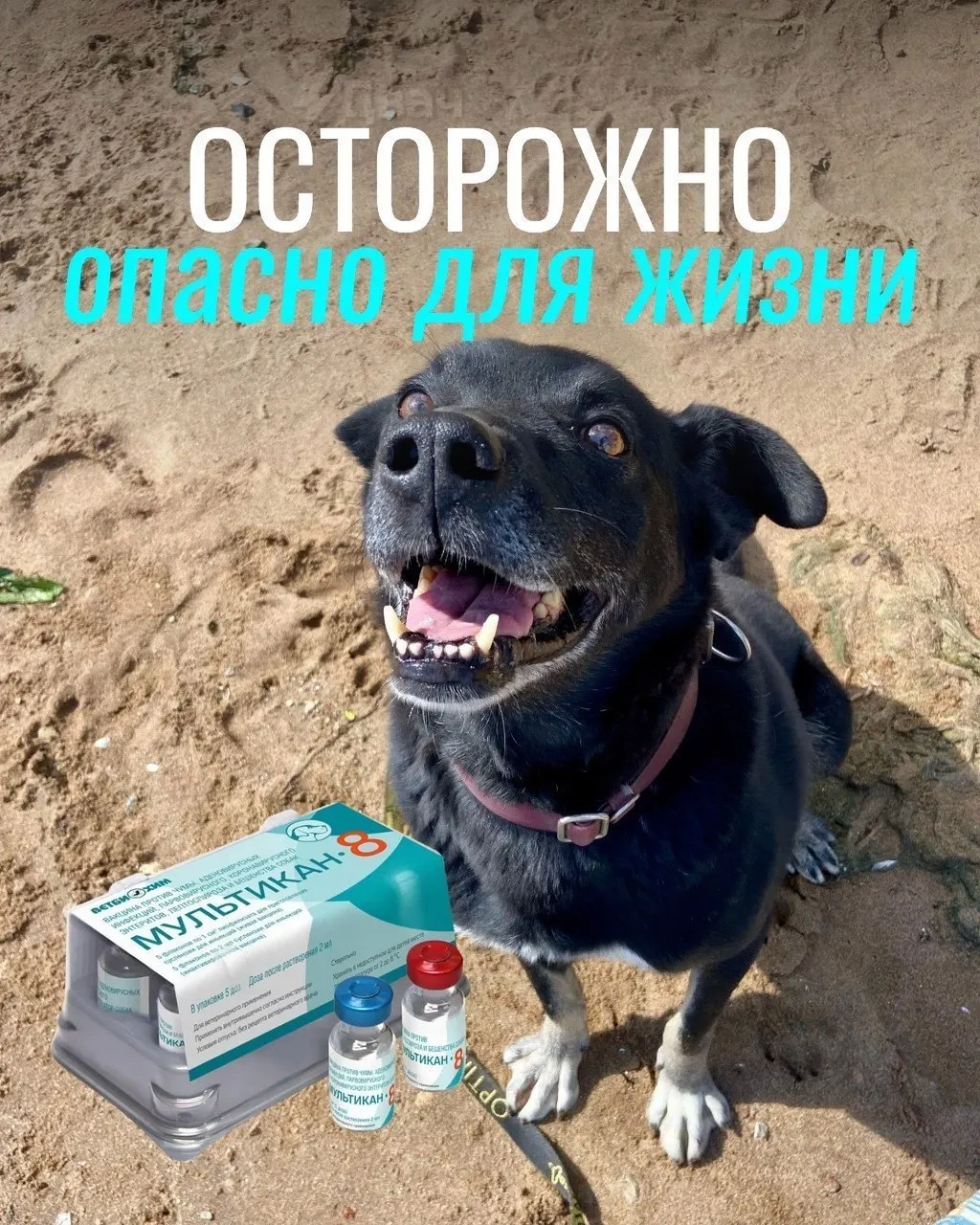 По данным владельцев, после прививки у животных наблюдались тяжёлые побочные эффекты, часть собак погибла, ветеринары проводят проверку партии вакцины.